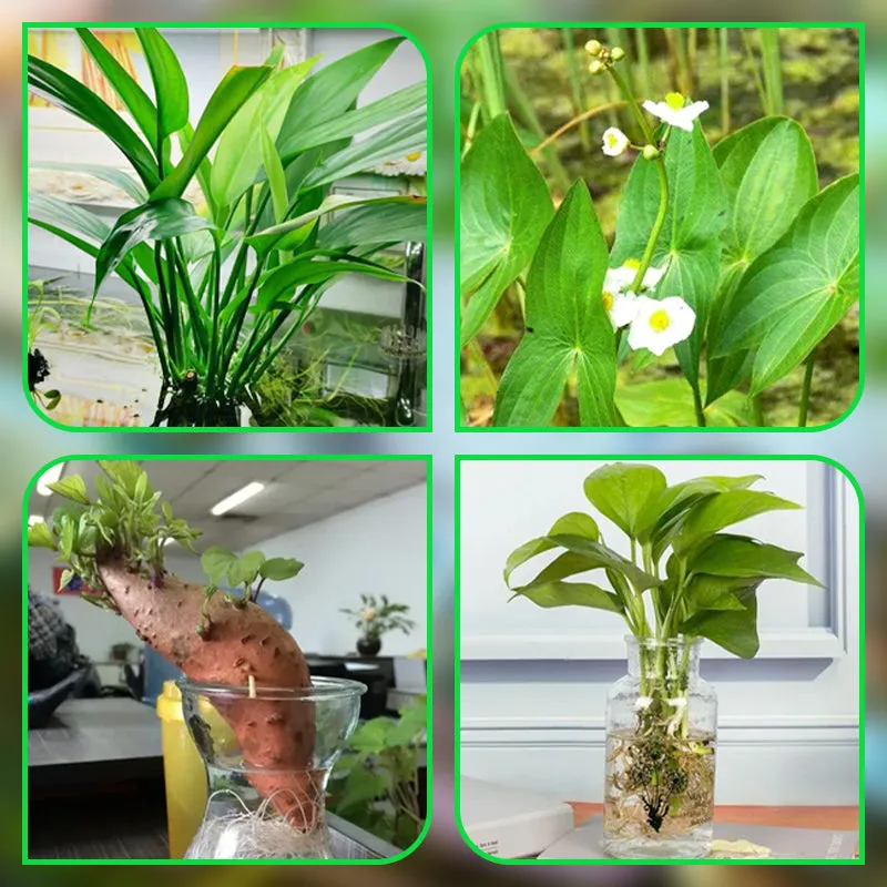 Multi-use Plant Hydroponic Transparent Clamp Basket