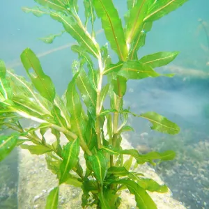 Potamogeton Crispus Aquatic Pond Plant - Curly Pondweed